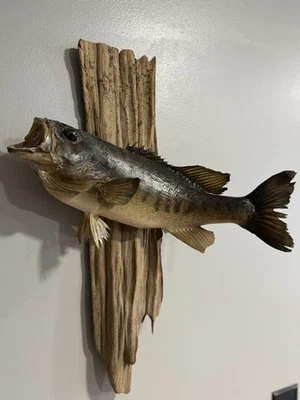 Vintage Mounted Taxidermy 16” Largemouth Bass On Driftwood Wall Mount - Image 1 of 4