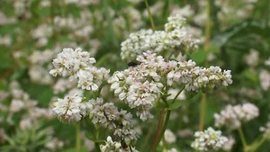 Buchweizen - Fagopyrum esculentum - 100+ Samen - Erbstück! - Am 063 - Bild 1 von 1