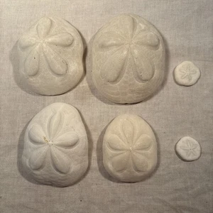 Lotto di Dollari di Sabbia Biscotti di Mare Puffy - Foto 1 di 18