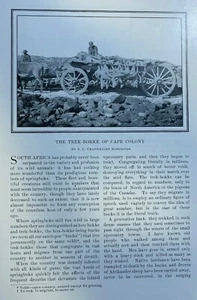 1899 South Africa Trek-Bokke of the Cape Colony illustrated - Picture 1 of 5