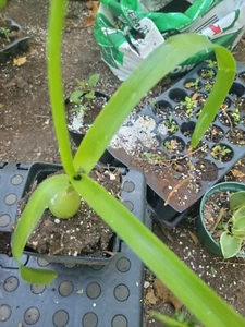 Cebolla De La Suerte , Exotic Plant! Pregnant Onion! Long Life!  Amor En Botella - Picture 1 of 2