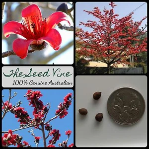 10+ RED SILK COTTON TREE SEEDS (Bombax ceiba) Tropical Flower Medicinal Garden - Picture 1 of 2