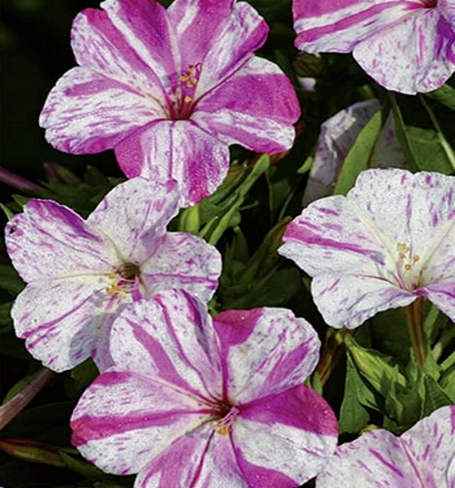 Wunderblume Marbles einjährig 60 cm Samen - Bild 1 von 1