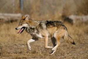 Mexikanischer Wolf Canis Lupus baileyi Lobo Mexicano Laufen Foto Poster Kunstdruck - Bild 1 von 1