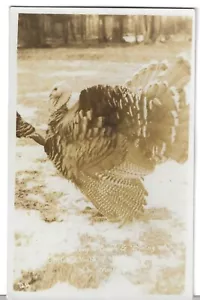RPPC Turkey Ranch and Dining Room Williamstown Dauphin County PA - Picture 1 of 2
