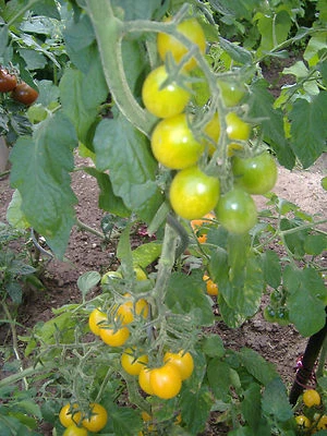  10  Tomatensamen  Lollipop " MASSENTRÄGER "  gelb Cocktailtomate  Samen Tomaten - Bild 1 von 3