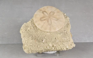 Fossil Sand Dollar on Matrix Scutella Miocene from France 11.8 cm # 20414 - Picture 1 of 20