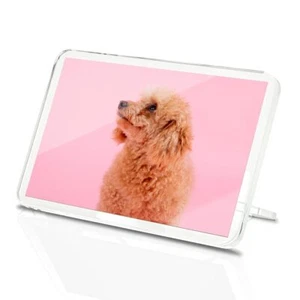 1x Rectangle Fridge MDF Magnet Blonde Poodle Dog Puppy Pink #50303 - Picture 1 of 2