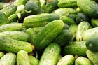 30 Organic Heirloom Chicago Pickling Cucumber Seeds-CUCUMIS SATIVUS-Non GMO-V075