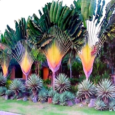 СЕМЕНА ПАЛЬМЫ ПУТЕШЕСТВЕННИКОВ (Ravenala madagascariensis) райская птица растение  - Изображение 1 из 4