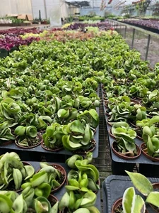 2” Hoya Rope - Hoya Compacta - Hindu Rope - Hoya Carnosa - Picture 1 of 4