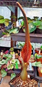 2 SAUROMATUM VENOSUM , 2 Week Sale! Voodoo Lily (Amorphophallus, Arisaema) - Picture 1 of 19