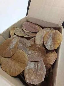 1000Pc Catappa Almond Leaves 6'' Fish Aquarium Care Indian Ketapang Leaf Shrimp - Picture 1 of 2