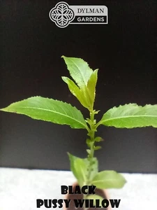 Black Pussy Willow Plant - Salix gracilistyla 'Melanostachys' - 10 to 12 inches - Picture 1 of 12
