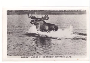 Lordly Moose, Algonquin Park, Vintage Real Photo Postcard  RPPC - Bild 1 von 2