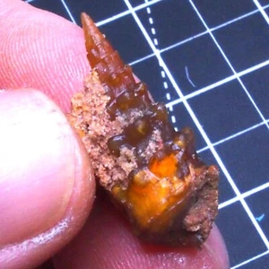 31mm Gastropod Transparent Fossil Chalcedony mineral Agate Jurassic 247 - Picture 1 of 7