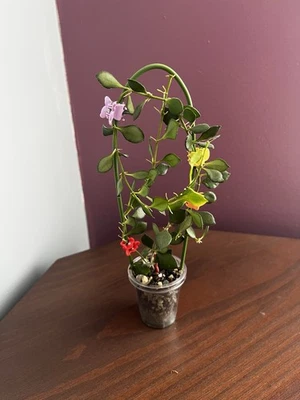 Hoya Mamasa - Image 1 of 4