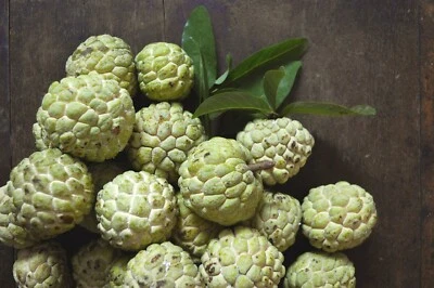 Custard Sugar Apple {Annona Squamosa} 10 Tree Seeds Non-GMO Tropical Fruit Sweet - Изображение 1 из 3