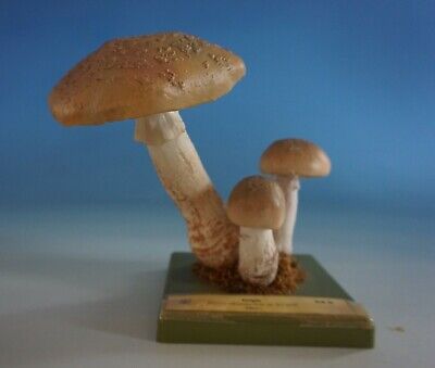 RS0721-181: SOMSO Anatomisches Modell Pilz Mushroom Perlpilz • 150€