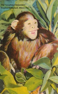 Postcard Laughing Chimpanzee Miami Florida Fl Linen Unposted - Picture 1 of 2