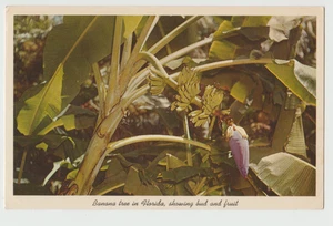 BANANA TREE Bud & Fruit SARASOTA JUNGLE GARDENS Plants FL Florida Postcard - Picture 1 of 2