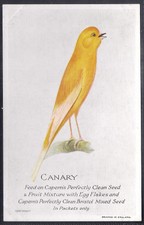 CAPERN-BRITISH & FOREIGN BIRDS (P54 PLAIN BACK)-#28- CANARY 