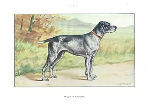 1930 arte castellano Francia perro acuarela impresión AUVERGNE D'AUVERGNE PUNTERO - Imagen 1 de 1