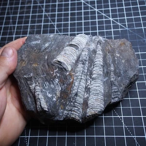 1Kg natural Orthoceras Devonian Plate Fossil Cephalopod Mollusca Ammoniten - Picture 1 of 15