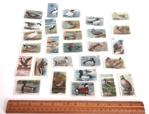 1922 Church & Dwight Arm & Hammer Serie #4 Spiel Vogel & Enten * fehlen 13 & 21 - Bild 1 von 7