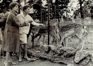 1959 Original Photo Fashion Models pose with deer at Vincennes Zoo Paris France - Picture 1 of 2