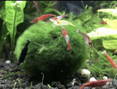 New Marimo Moss 3 Balls 0.5 inch (1.3cm) (Cladophora) Live Plant Aquarium In USA