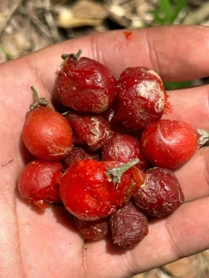 Bunchosia Flumensis - TOP Bunchosia - Image 1 of 4