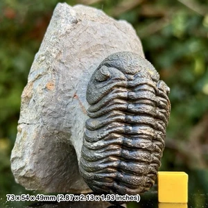 Phacops A Grade Fossil Trilobit - Taboumakhlouf Formation, Eifelstadium, - Bild 1 von 2