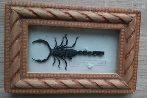 Real Scorpion Hand Set & Framed - Picture 1 of 3