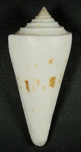 CONUS SIEBOLDII 73,40 mm SUPER AUSWAHL PROBEN aus Zange Keng, S.W. Taiwan - Bild 1 von 2
