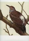 JF Lansdowne bird print COMMON FLICKER 14 x 10" 