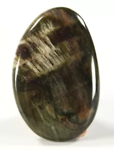 Madagascar Petrified Wood 1.1" x 1.6" Freeform Cabochon / Small Palm Stone (309) - Picture 1 of 2