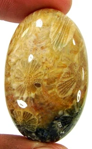 Piedra envolvente de alambre cabujón piedras preciosas sueltas coral fósil natural 77,20 quilates - 20736 - Imagen 1 de 2