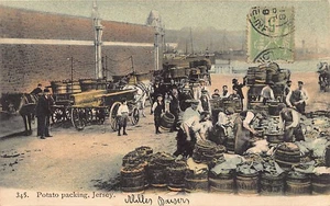 Jersey - Potato packing - Publ. Albert Smith - Picture 1 of 2