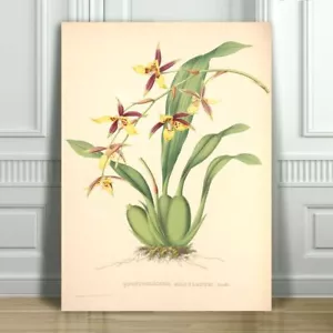 JEAN LINDEN - Beautiful Yellow & Red Orchid #9 - CANVAS ART PRINT POSTER -18x12" - Bild 1 von 1