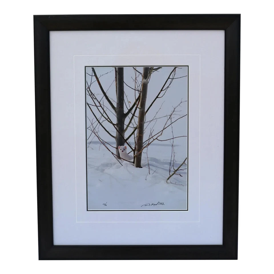 Thomas D Mangelsen's "Ermine in Trees" Signed #231/950 Framed and Matted Photo - Image 1 of 4