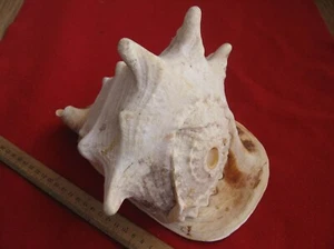 Vintage NATURAL Large Seashell,REAL HORNED HELMET CONCH SNAIL SHELL 9,5",AQUARIm - Picture 1 of 8