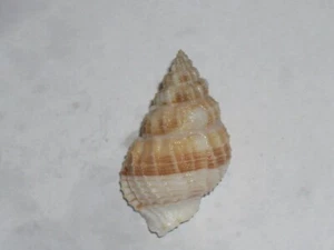 BIVETIELLA SIMILARIS MIT APEX RECURVED - Bild 1 von 2