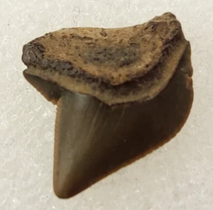 Diente de tiburón fósil "cuervo" Squalicorax kaupi 0,51" - Wenonah Fm. - Big Brook, NJ  - Imagen 1 de 4