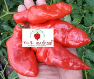7 chilli variety 10 Seeds each - Picture 1 of 4