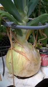 Giant Onion seed. Giant Vegetable 20 seeds. - Picture 1 of 2