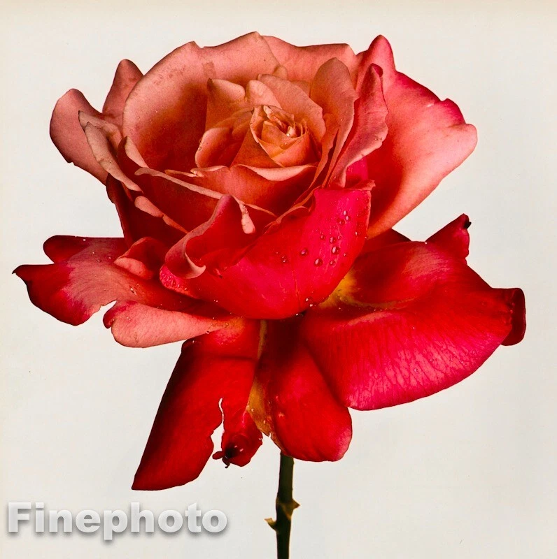 1980 年复古 IRVING PENN 植物花玫瑰 STELLA KROMEKOTE 照片雕刻 — 第 1/1 张图片