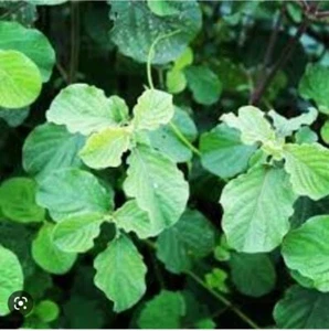 Devil Horse Wip  Herb - Picture 1 of 1