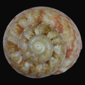 GIBBULA MAGUS sin (Deltebre, Tarragona, España) 19,8 mm #47024 - Imagen 1 de 4