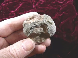 (PP506-19) 3 oz Real Fossil Cocodrilo Cocodrilo CACA doo doo Triásico Era Espécimen AZ - Imagen 1 de 1
